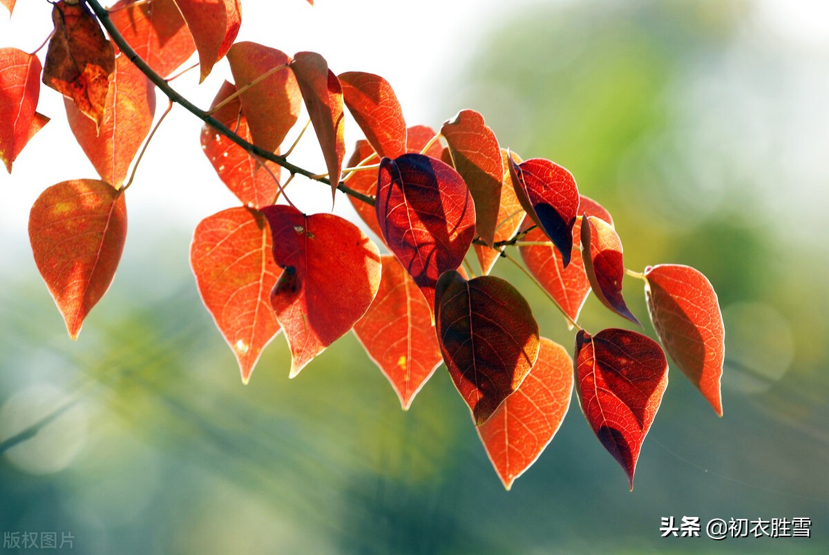 科举考试答案_科举乡试答题器_科举考试答题