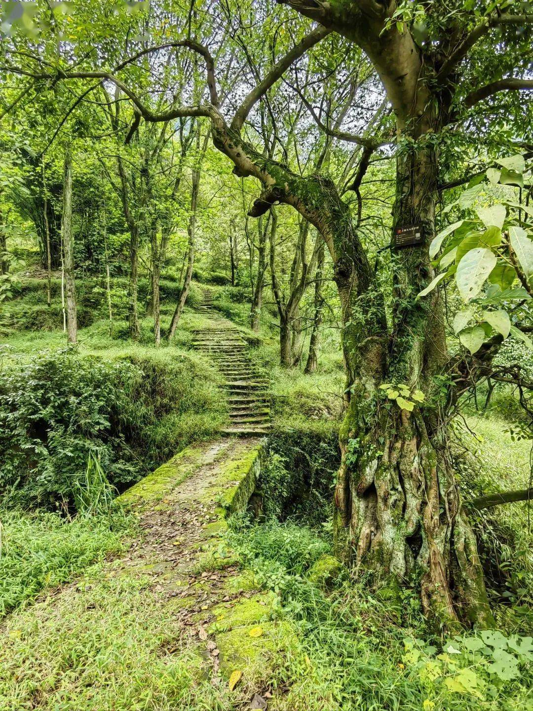 揭秘淮阳古道：历史文化与自然景观的奇妙融合
