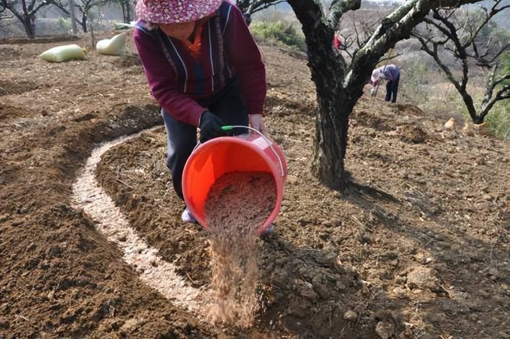 香磷死了么_香磷_香磷的母亲