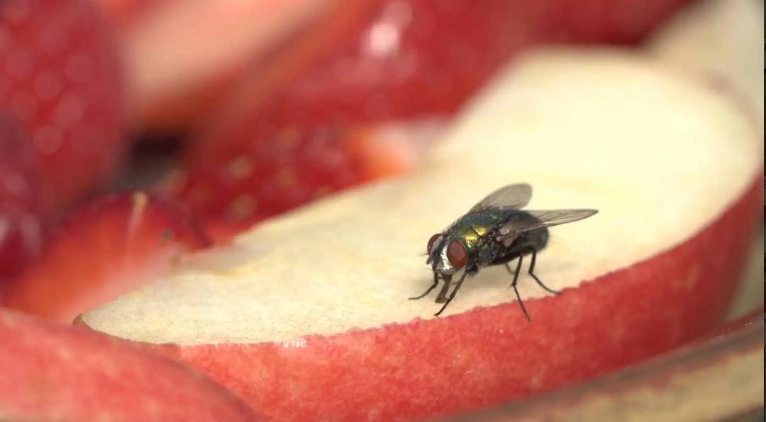 昆虫袭击防止什么攻击_昆虫防御_防止昆虫袭击