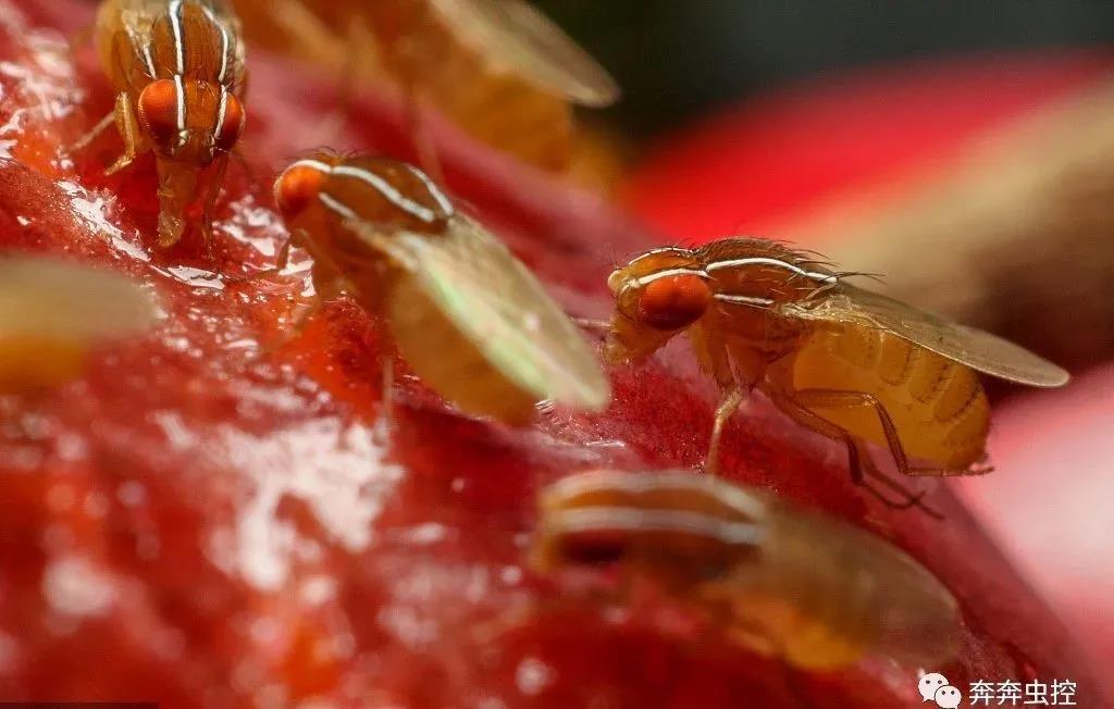 昆虫防御_昆虫袭击防止什么攻击_防止昆虫袭击
