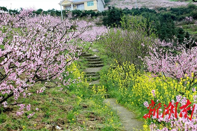 探秘桃花源记：美景如画，文化浓厚