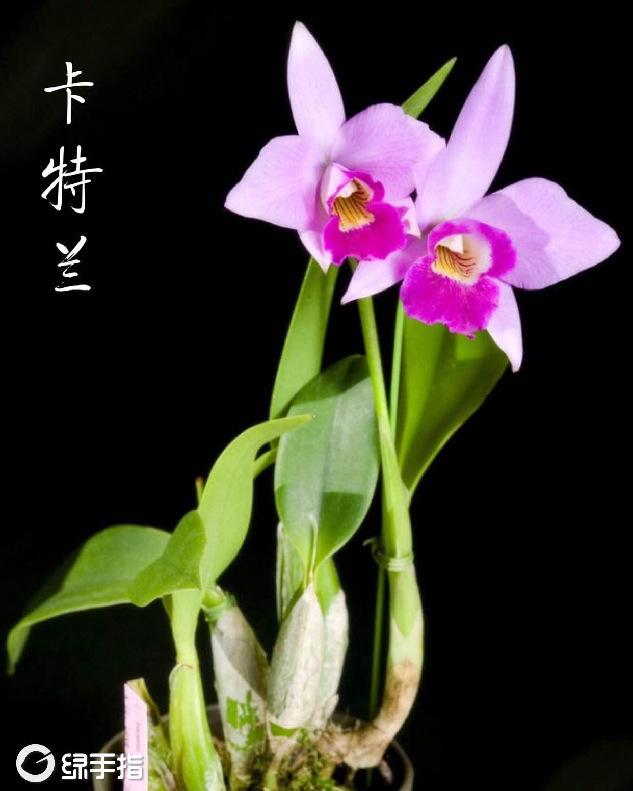 卢比夫人在哪_卢比夫人_wow卢比夫人