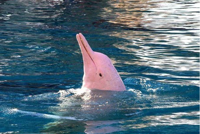探寻海豚小站：一个神秘的海洋生物保护基地