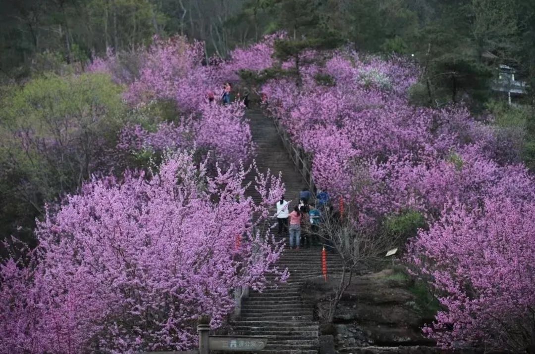 探秘中国西南地区神秘之美：白青山脉的壮美景色与丰富生态