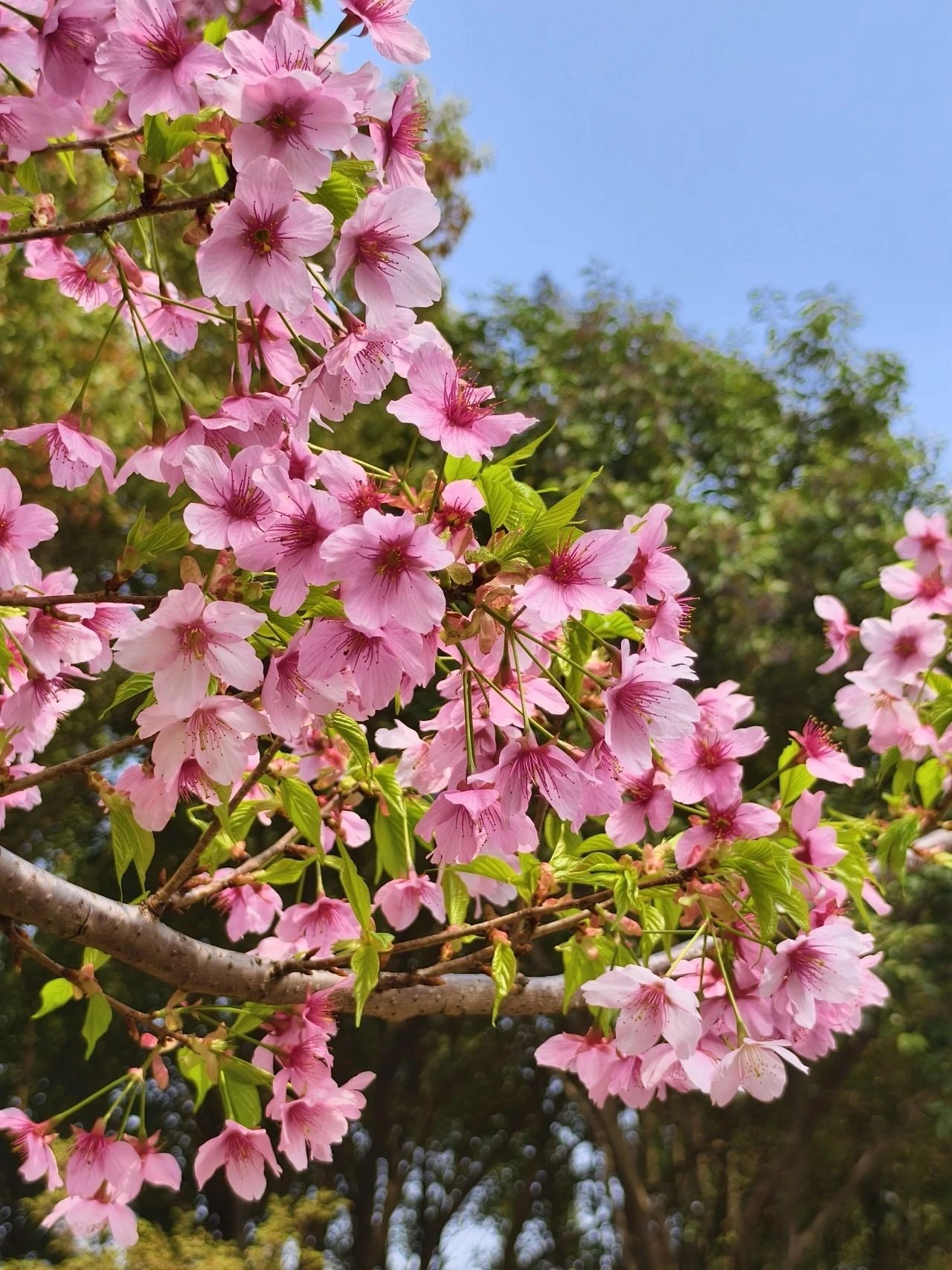 探索美妙世界：背景音乐的神奇魅力与情感寄托