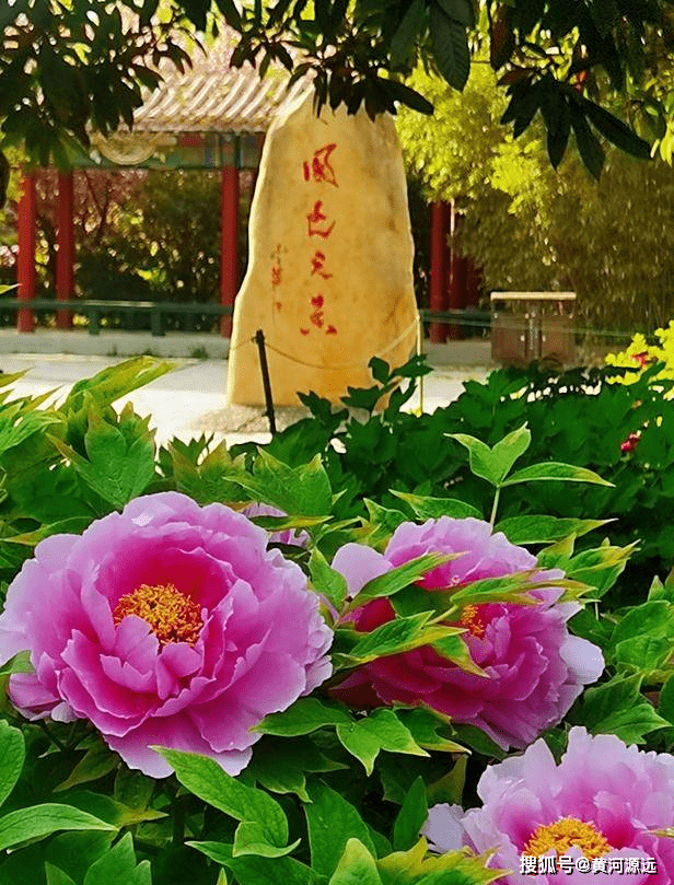 踏入蔷薇花园的夜晚：沉醉于传奇之美，迷失在月色花香中的难忘体验