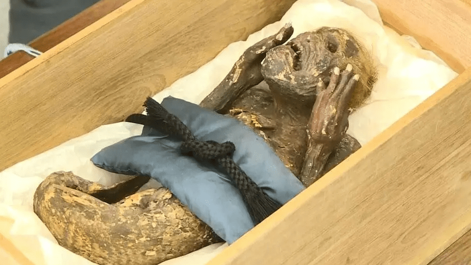 宝宝经验满了不升级_一个修炼果加多少宝宝经验_经验宝宝
