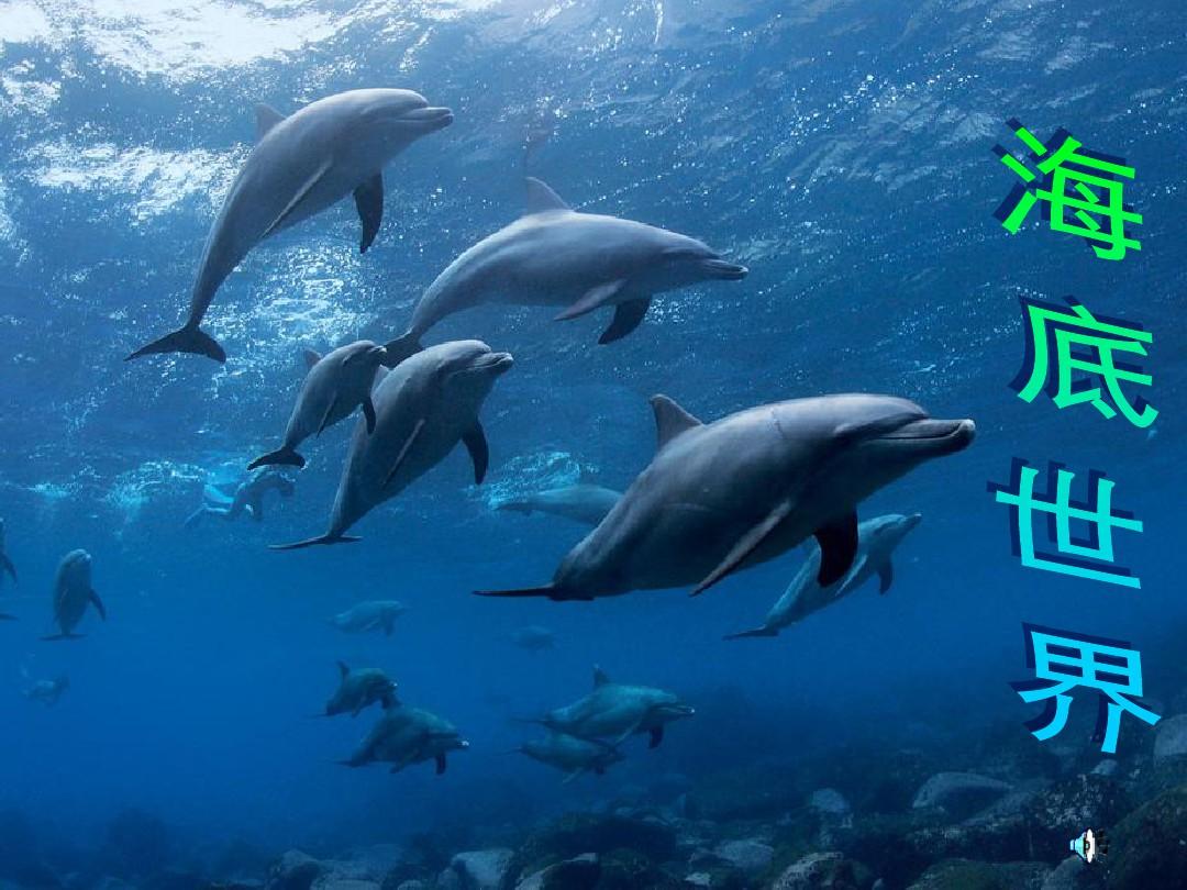 海龟垂钓：与自然对话，感受海洋的心情与自由气息