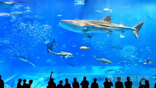 探索梦幻水族馆6：水下王国的多彩生物与自然奇观