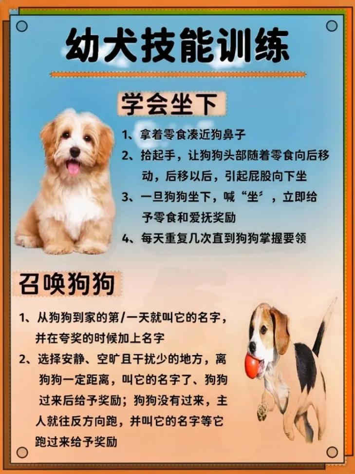 深入了解狗的习性：训狗师如何通过耐心与正面激励建立人狗和谐关系
