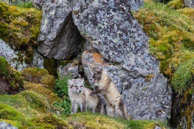 探索千年狐狸洞的神秘与奇幻：传说、文化与旅游的交织