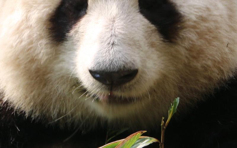 意思是英语怎么读mean_cry是什么意思_意思是的英文