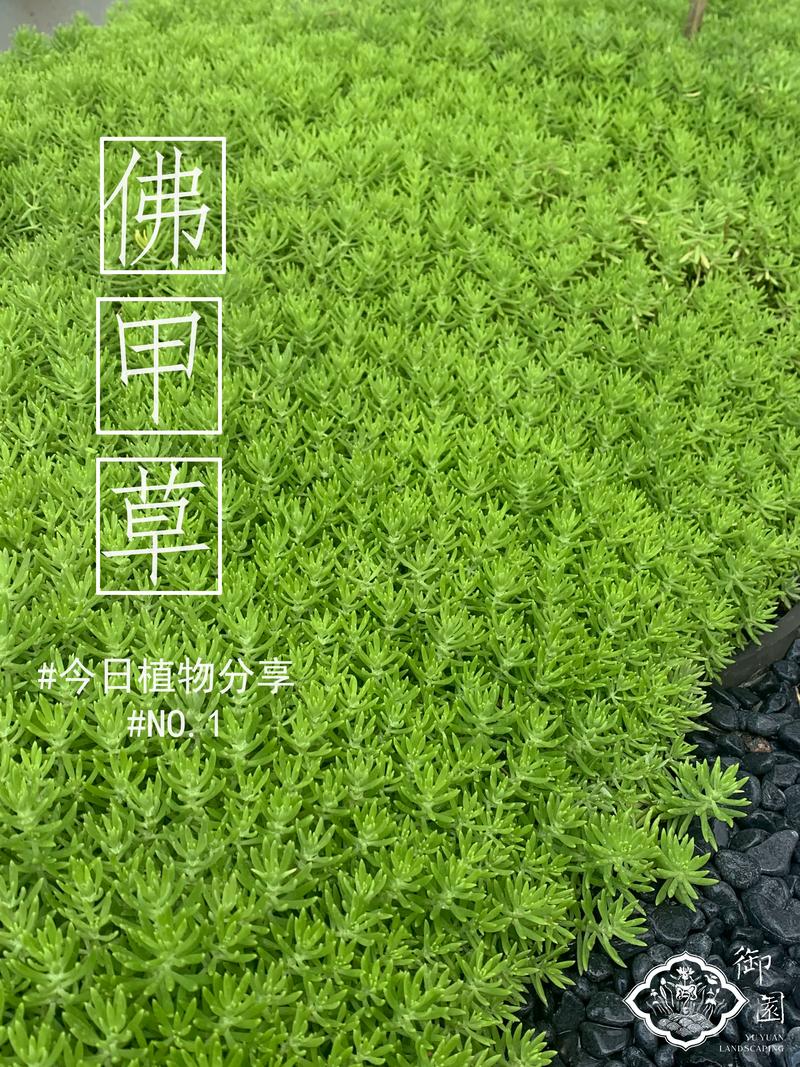 佛甲草草坪_佛甲草寓意_玉山佛甲草