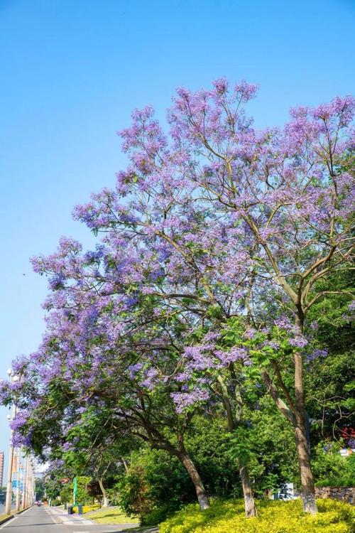 花楹花_花楹花_花楹花
