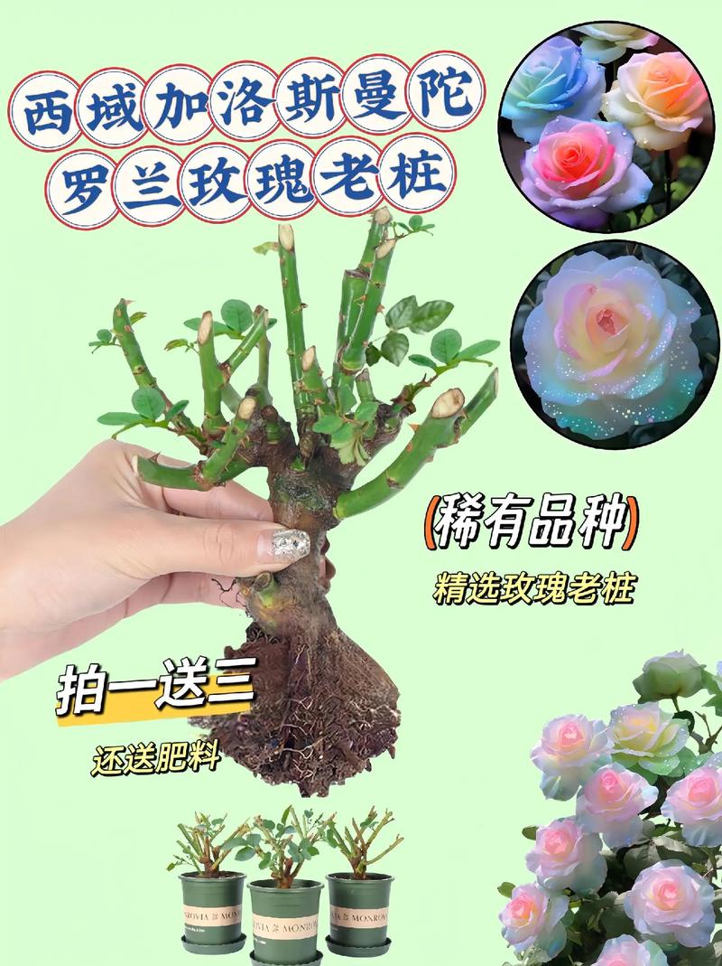 芙罗兰歌曲_芙罗兰护肤品怎么样_芙罗兰