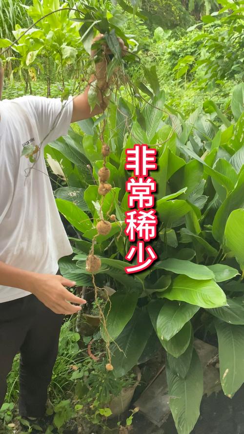白牛胆_白牛胆_白牛胆