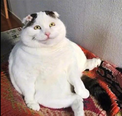 猥琐猫表情包委屈嘟嘴_猥琐猫表情包_猥琐猫表情包头像