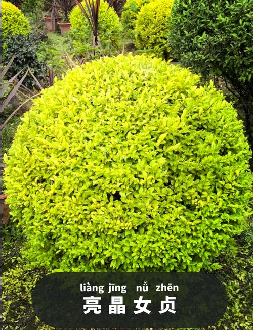 灌木图片_36种常见灌木图片_灌木图片大全简笔画