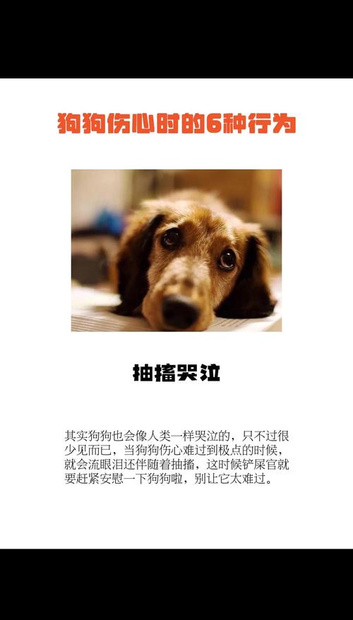 狗图片_狗日_美卡狗和鹿狗能交配出什么狗