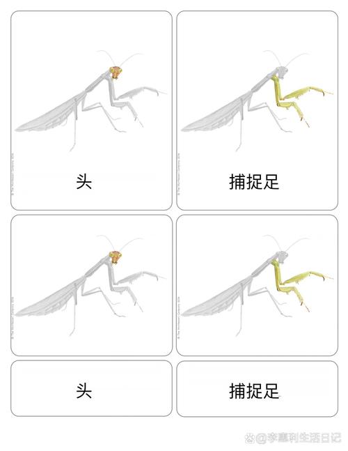 螳螂心脏_螳螂群之心_群居螳螂