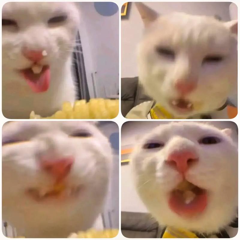 https://www.dingxidaily.com/static/images/202504/81e179badeea6a89b44460c788c87866.jpg 猥琐猫表情包为何如此受欢迎?揭秘逗趣表情背后的独特魅力