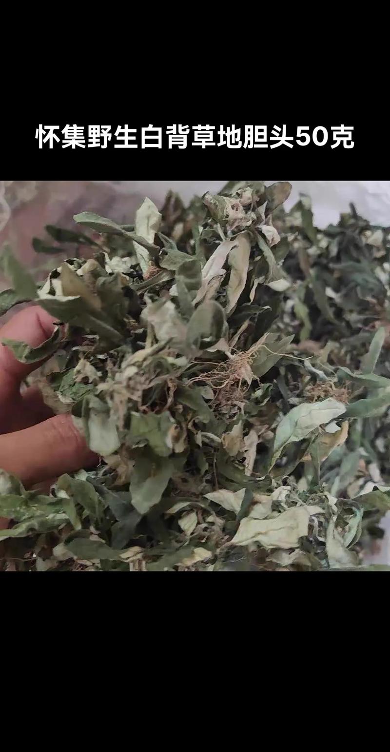 白牛胆_白牛胆_白牛胆