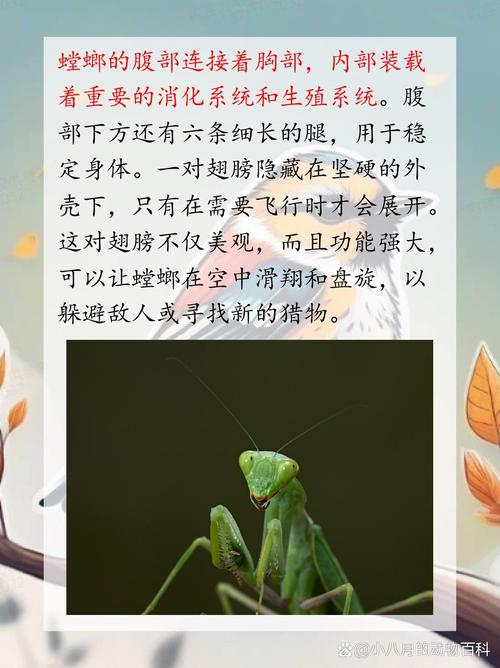 群居螳螂_螳螂心脏_螳螂群之心