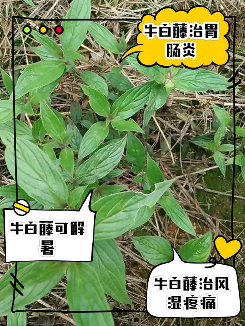 白牛胆_白牛胆_白牛胆
