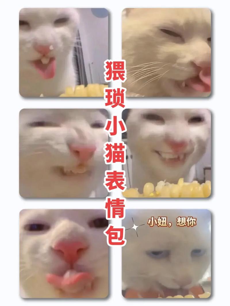 猥琐猫表情包委屈嘟嘴_猥琐猫表情包_猥琐猫表情包头像