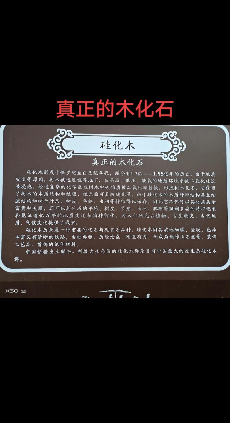 木化石_化石木图片_化石木的功效与作用