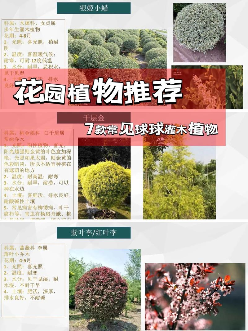 36种常见灌木图片_灌木图片大全简笔画_灌木图片