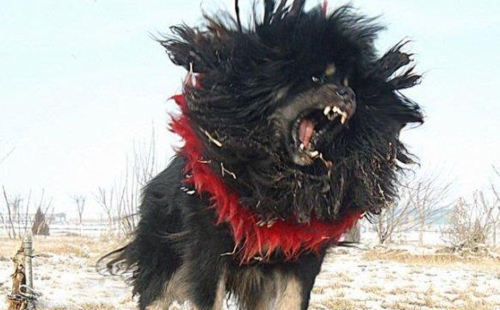 鬼脸藏獒多少钱一只_鬼脸臧獒_鬼脸藏獒