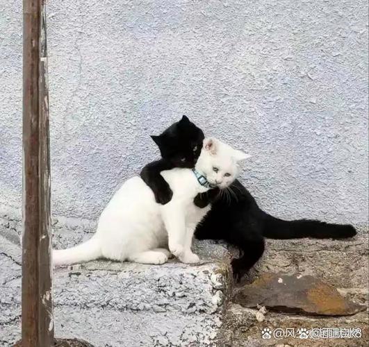 绝代双娇是什么动物_绝代双猫_绝代双猫2