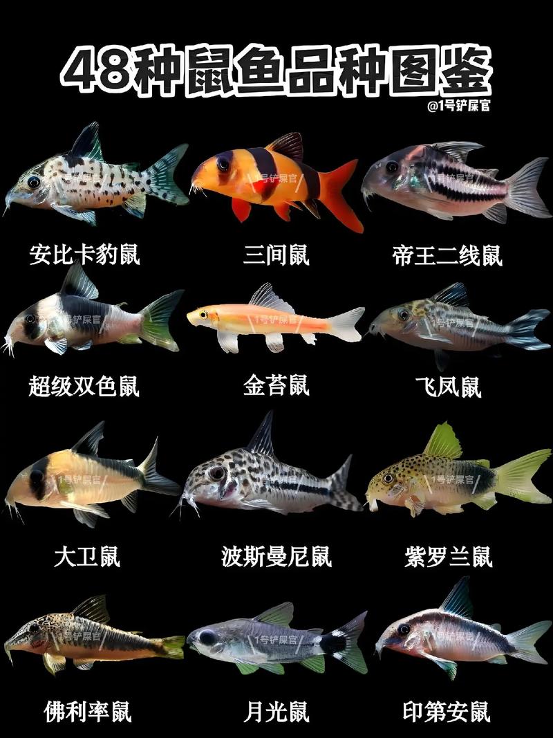 新鲜的大鼠尾鱼_魔兽怀旧新鲜的大鼠尾鱼在哪钓_新鲜的大鼠尾鱼需要钓鱼多少