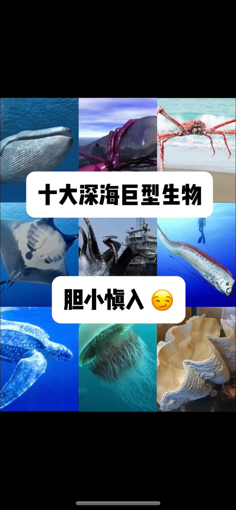 巨型深海鱼_深海巨腹鱼_深海巨腹鱼群在哪