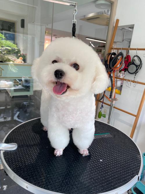宠物美眉_宠物美容萌系_宠物美容萌系图片大全
