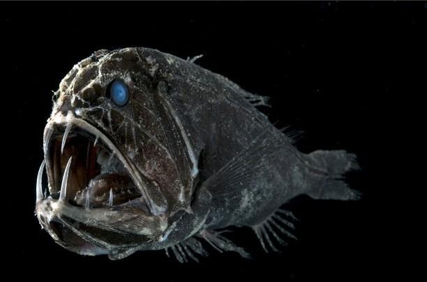 探秘食人魔鱼：深海凶残猎手的独特身体构造与捕食手段