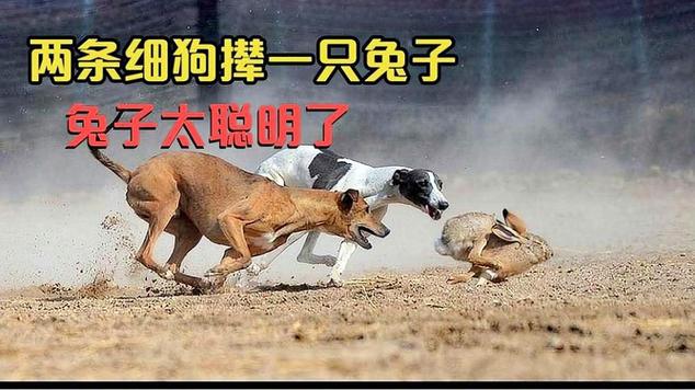 兔追狗跑_细狗追兔_细狗撵兔兔