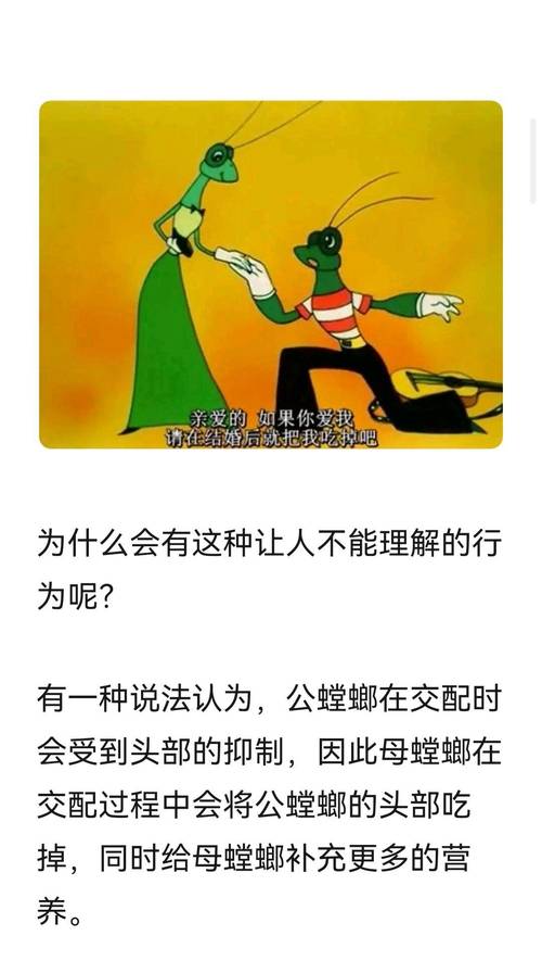 火烧螳螂籽_火烧螳螂_火烧螳螂卵鞘的作用与功效