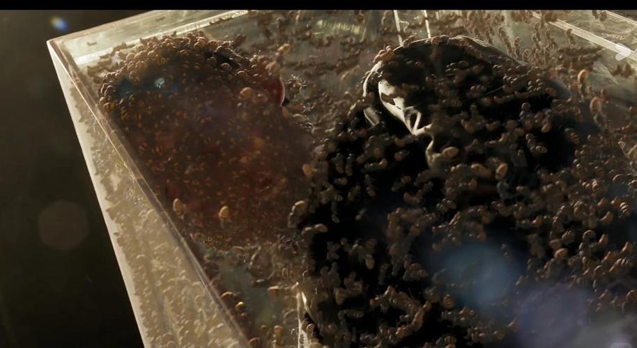 破茧天魔4之恶魔咆哮_破茧天魔1电影_破茧天魔2