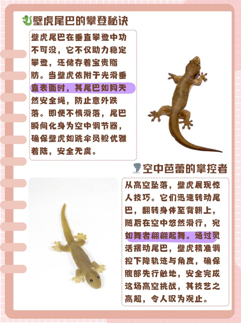 壁虎养殖前景_前景养殖壁虎赚钱吗_养殖壁虎赚钱吗