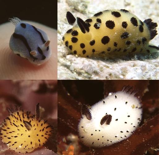 海兔 探秘海洋独特生物海兔：外形可爱习性有趣繁殖特别
