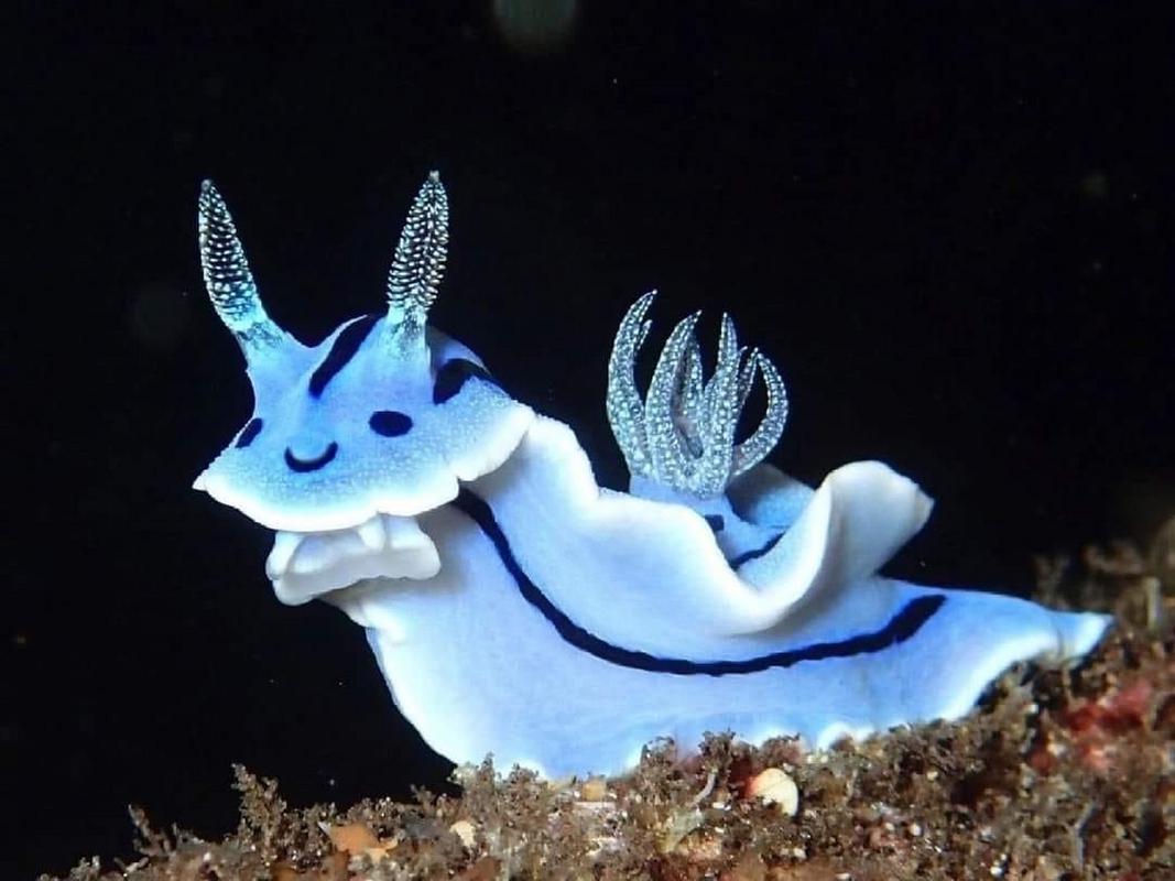 海兔怎么做好吃_海兔图片_海兔