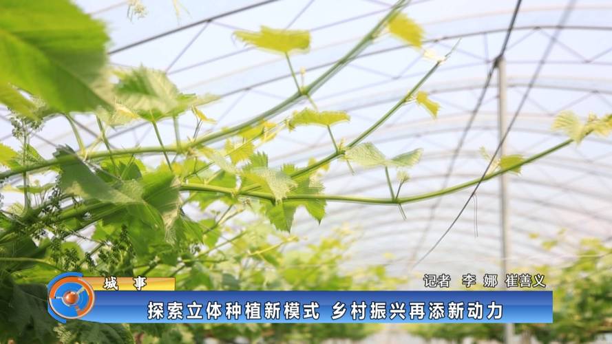 3dbt种子受关注：种植者期待其成农业发展新动力待验证表现