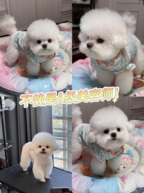 宠物美眉_宠物美容萌系图片大全_宠物美容萌系