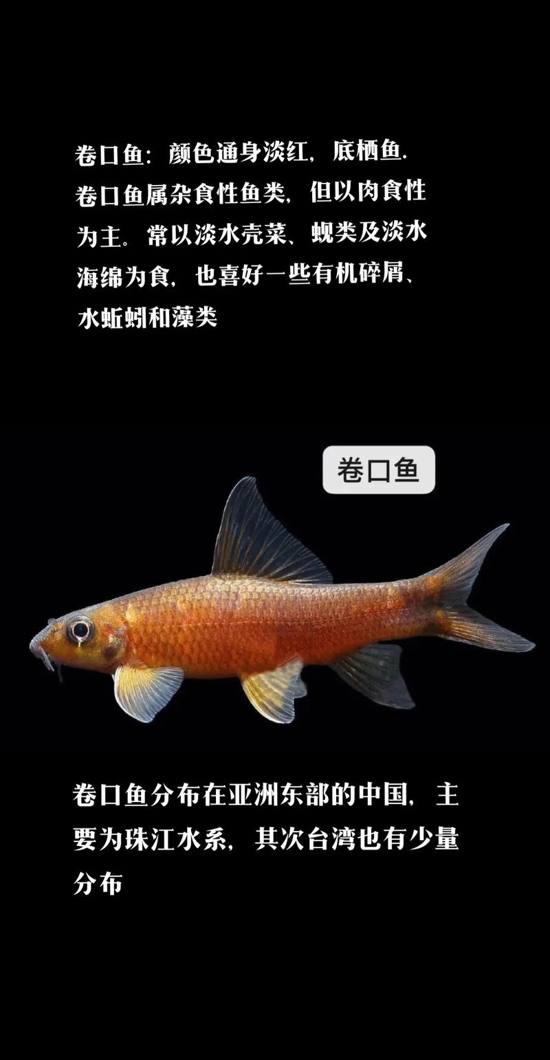新鲜的大鼠尾鱼_新鲜的大鼠尾鱼需要钓鱼多少_魔兽怀旧新鲜的大鼠尾鱼在哪钓