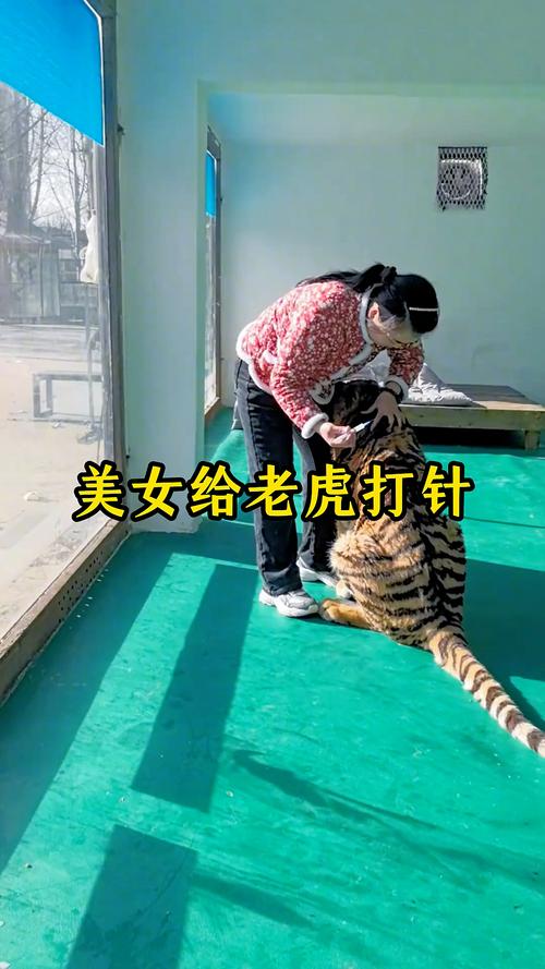 巧虎打针小游戏_打针游戏儿童_可爱宝贝学打针游戏