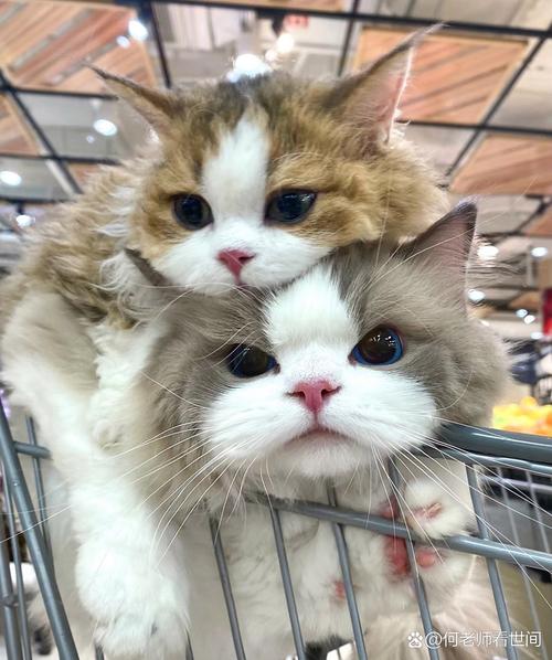 绝代双娇是什么动物_绝代双猫2_绝代双猫