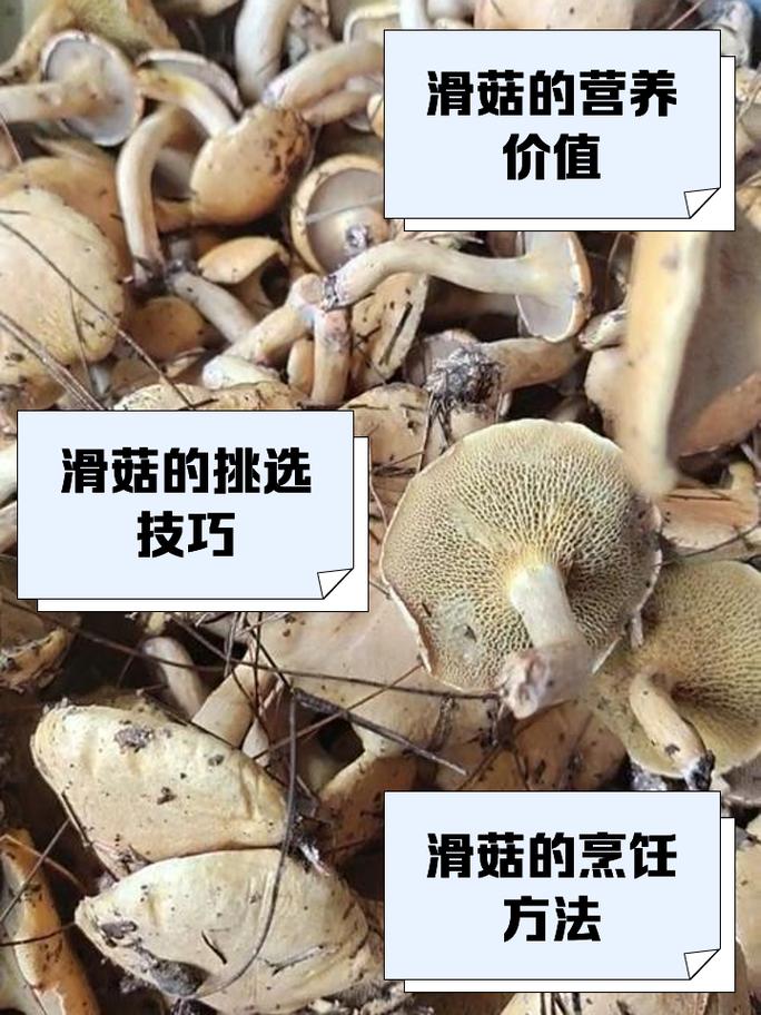 滑孑菇种植视频_滑子菇栽培_滑菇怎样种植